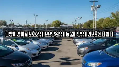 광주광역시 광산구 삼거동 중고차 전문 고양이강아지보호소유기묘요양원유기동물파양유기견보호센터쉼터